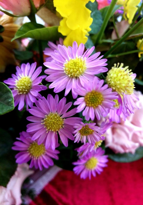 цветок астра