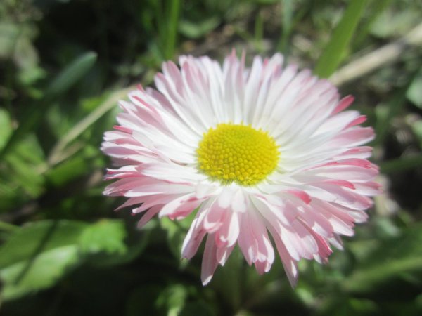 цветок маргаритки