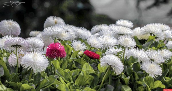 маргаритка растение