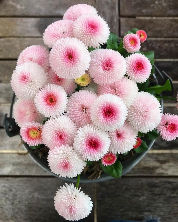 маргаритка помпонная белая