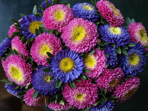 астра каллистефус китайский