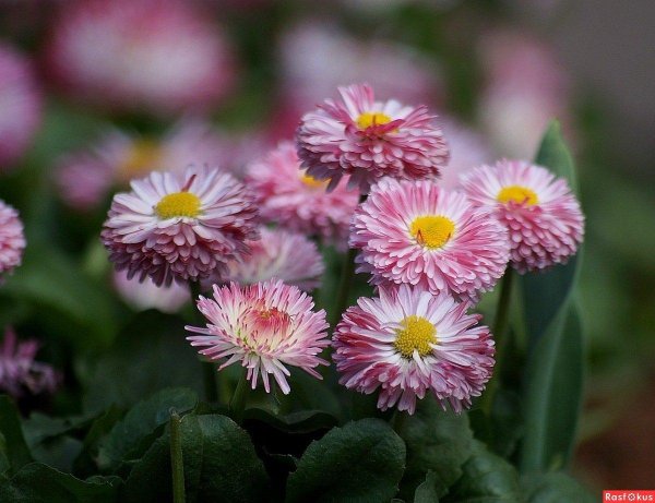 маргаритка махровая монтероза