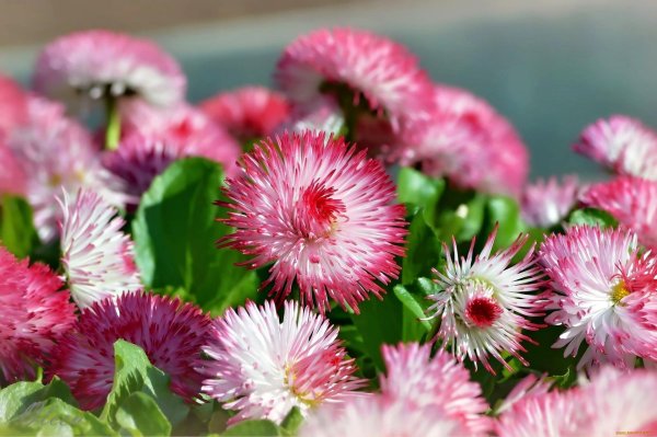 маргаритка махровая монтероза