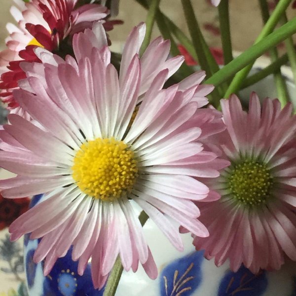 маргаритки в саду