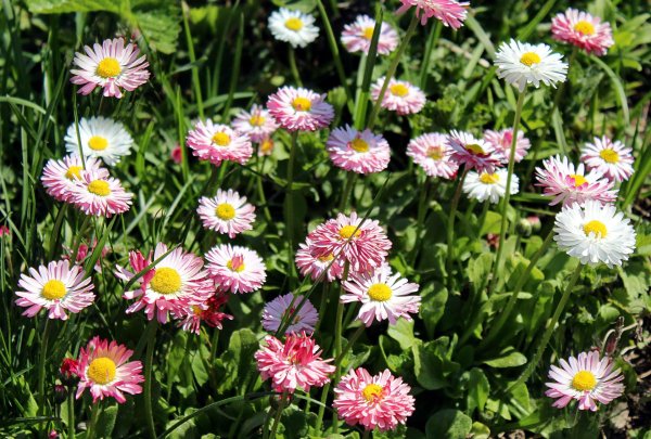 маргаритка лесная