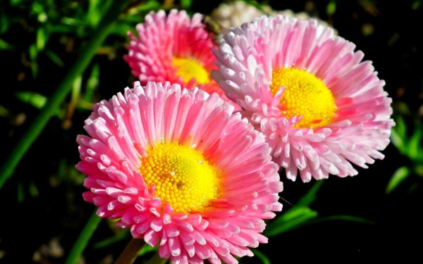 маргаритка махровая монтероза