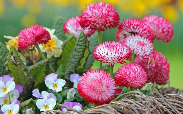 цветок маргаритка