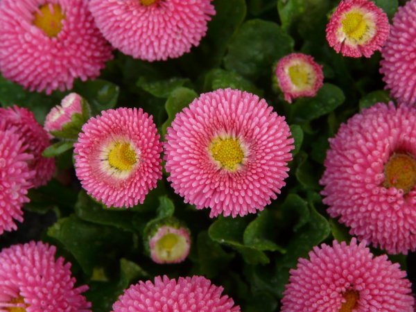 маргаритка многолетняя robella