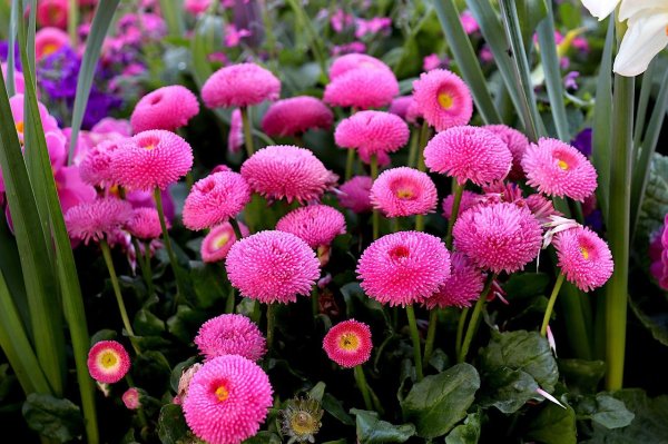 маргаритка bellis perennis