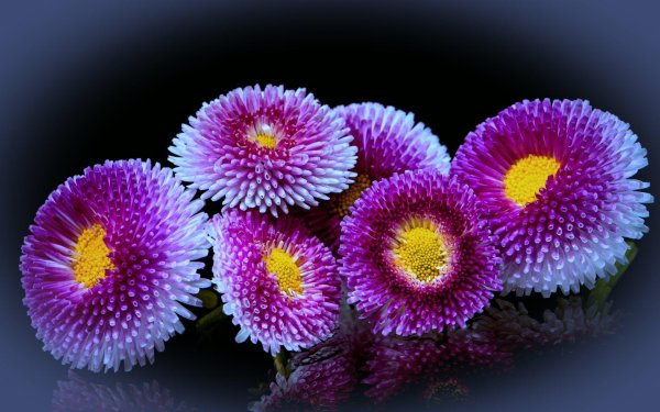 астра помпонная голубая луна