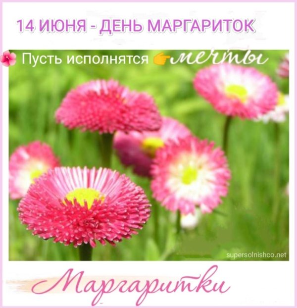 день маргариток