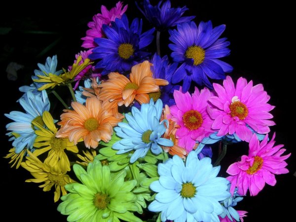 яркие цветы