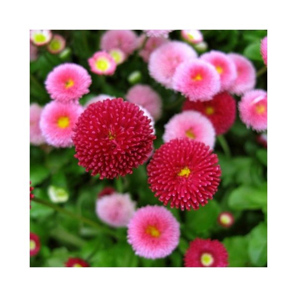 маргаритка помпонная смесь