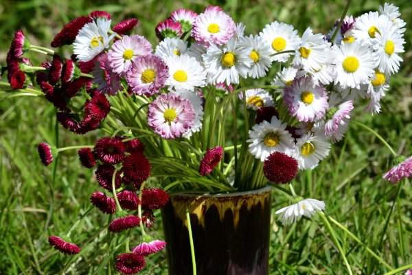 маргаритки полевые