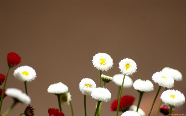 маргаритка белая