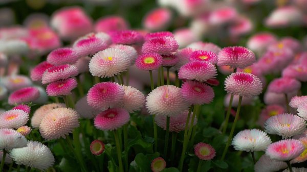 маргаритка помпонная