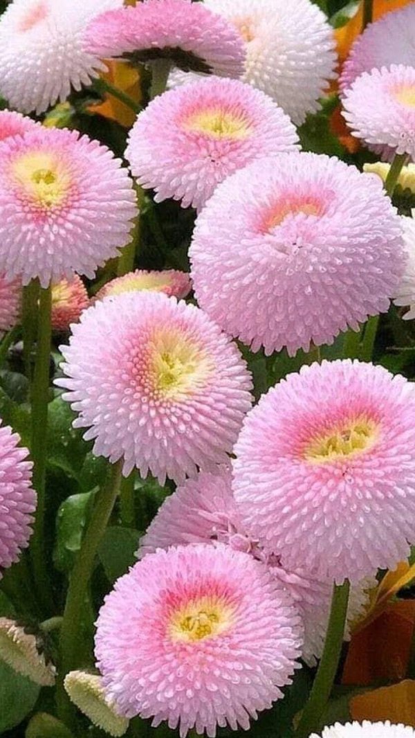 маргаритка махровая монтероза