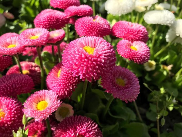 маргаритка суперэнорма микс