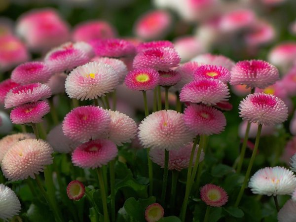 маргаритка помпонная