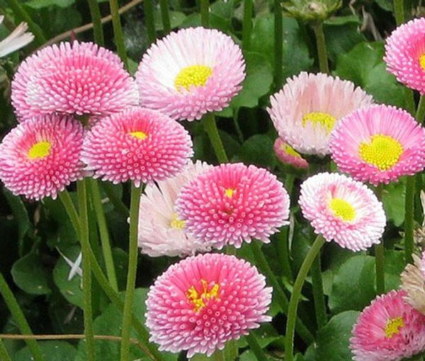 маргаритка махровая монтероза