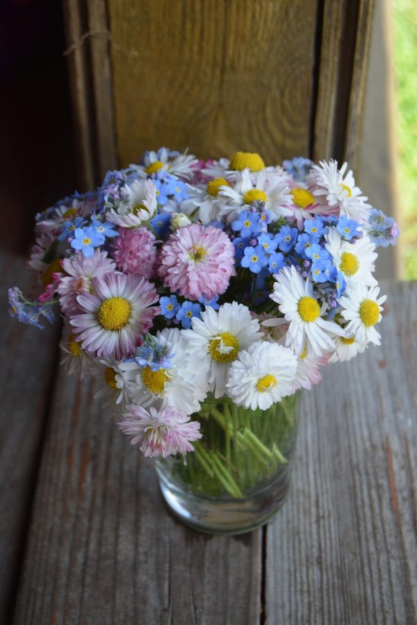 ромашки и незабудки