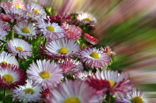 маргаритка букет