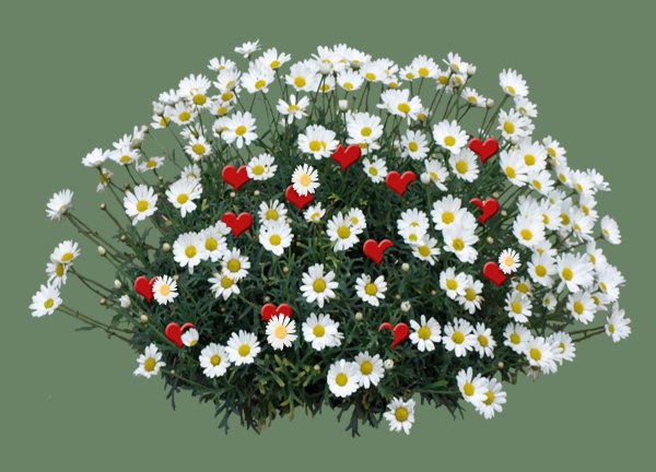 аргирантемум однолетник