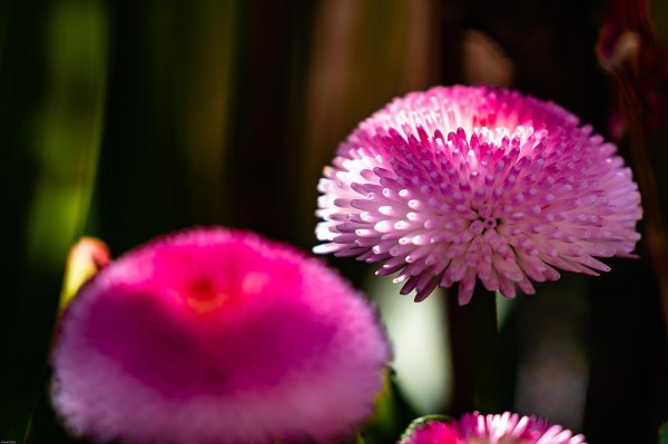 маргаритка монстроза