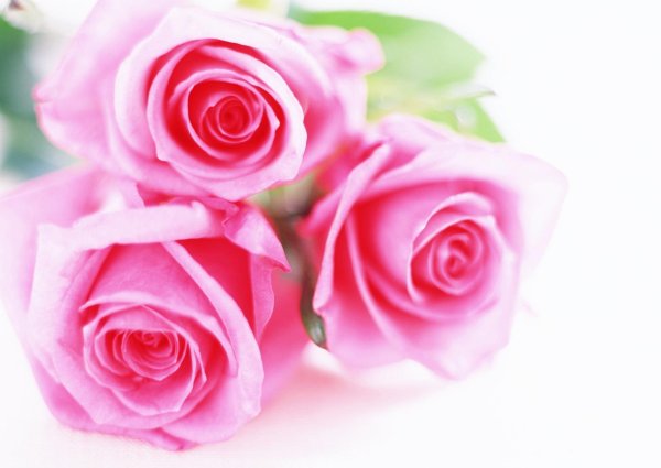 цветок красивый