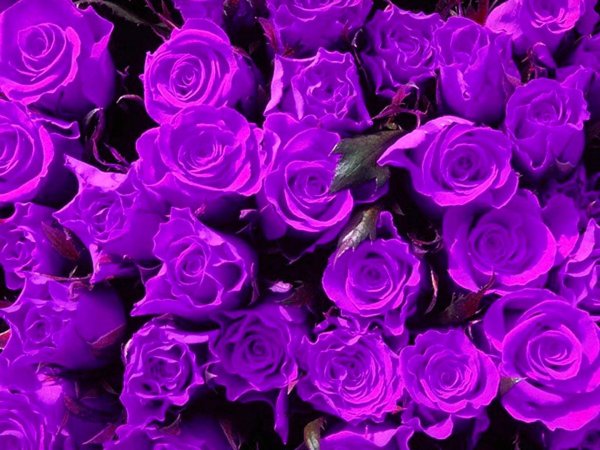 фиолетовая роза