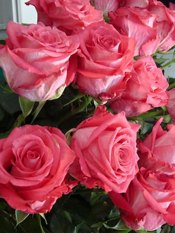 роза ревиваль