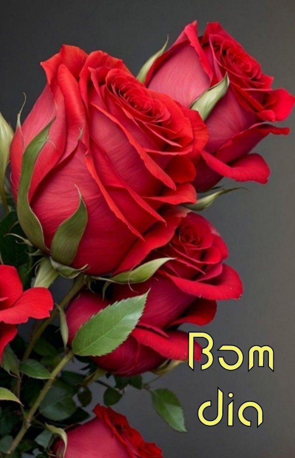 роза красная