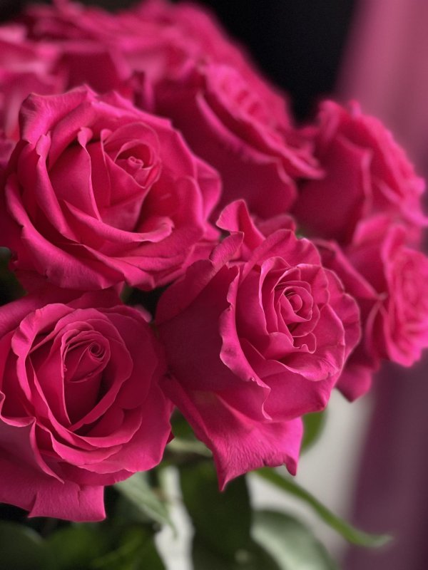 сорт роз пинк флойд