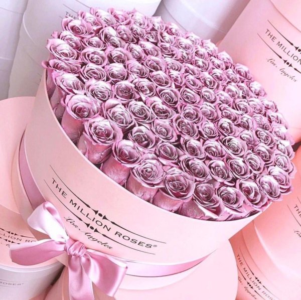 розовая роза