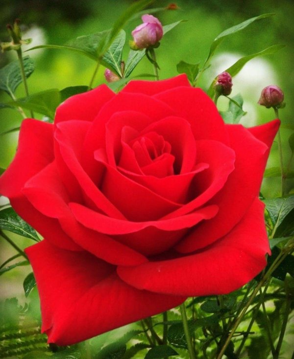 роза ред