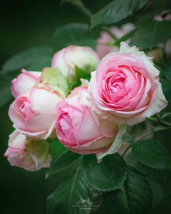 саженец розы плетистая пьер де ронсар