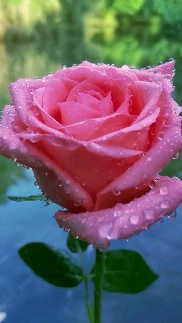 розы красиво