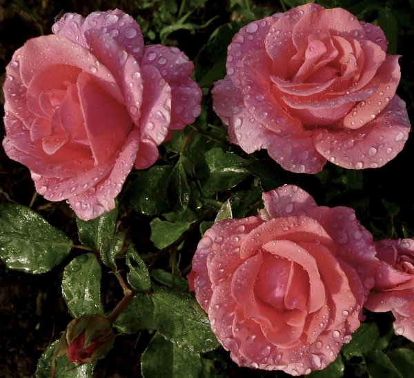 роза шантелла