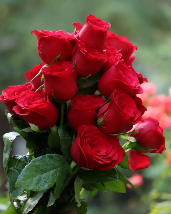 red rose bouquet