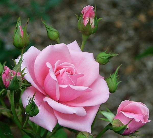 красивые розовые розы