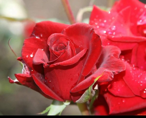 роза менхензауер