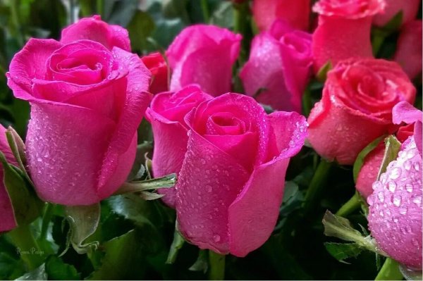 красивая цветок