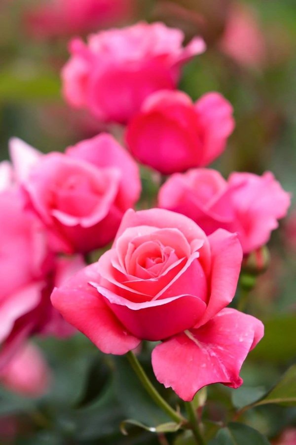 розовые цветы