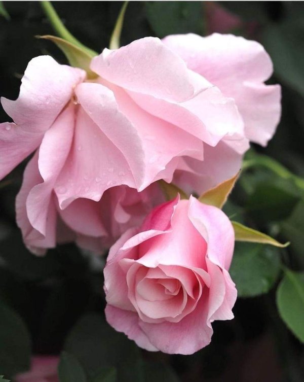 роза саммер леди