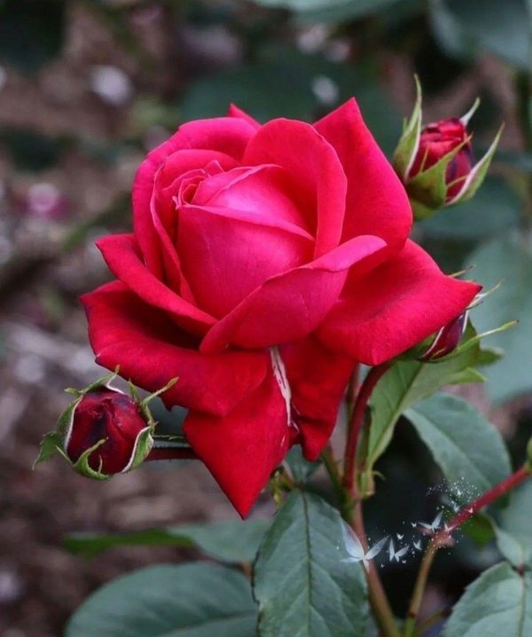 малиновая роза