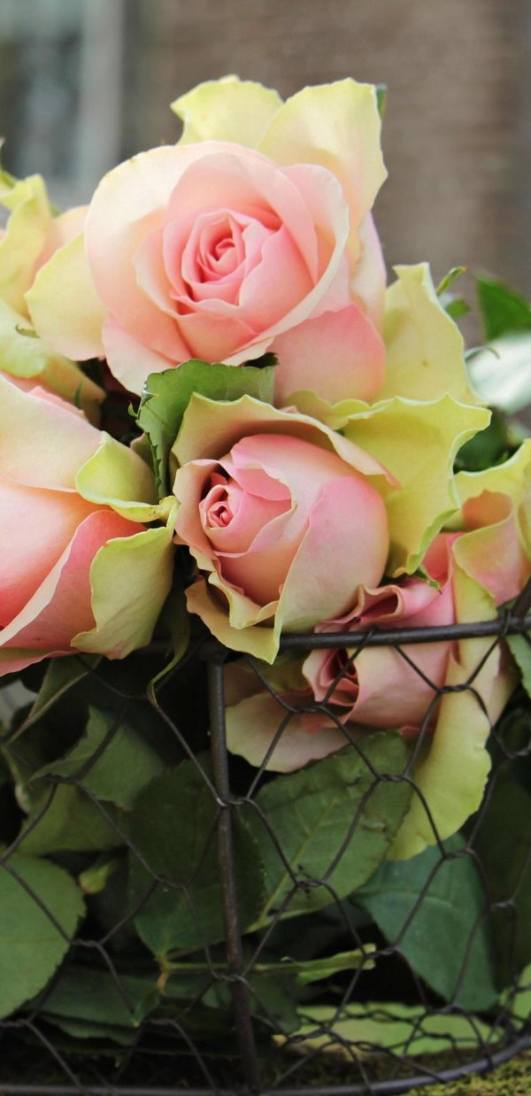 роза нежности