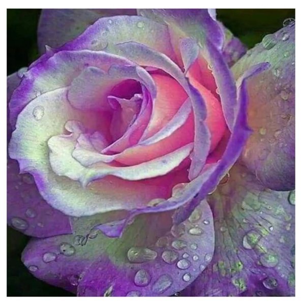 восхитительный цветок