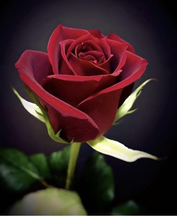 роза атиргул