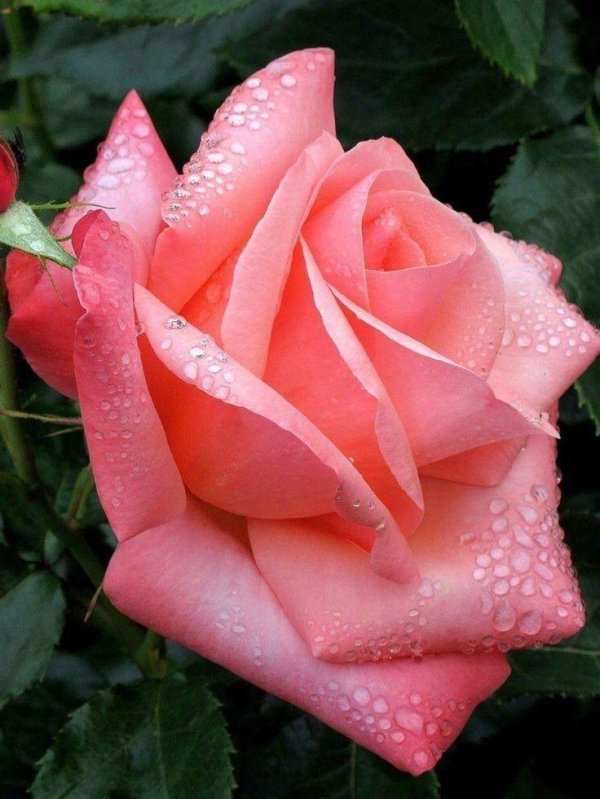 роза утопия