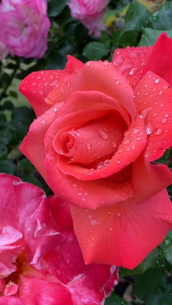 цветы красивые розы